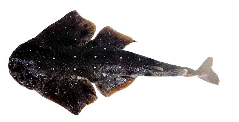 Squatina oculata _0222248